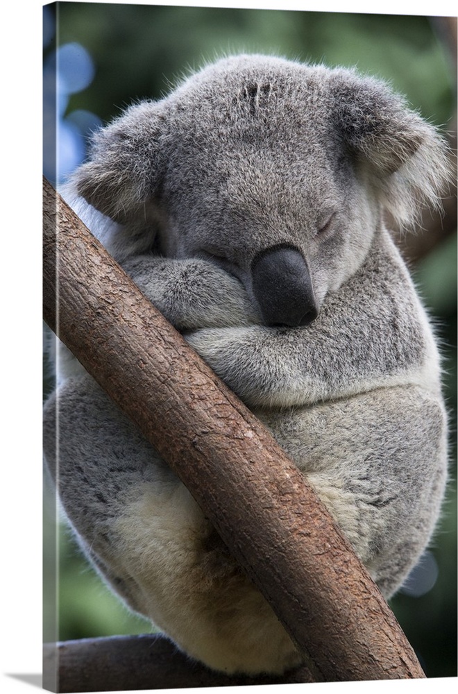 Koala .Phascolarctos cinereus.Adult male sleeping.Queensland, Australia.*Captive.*Digitally removed crack in log