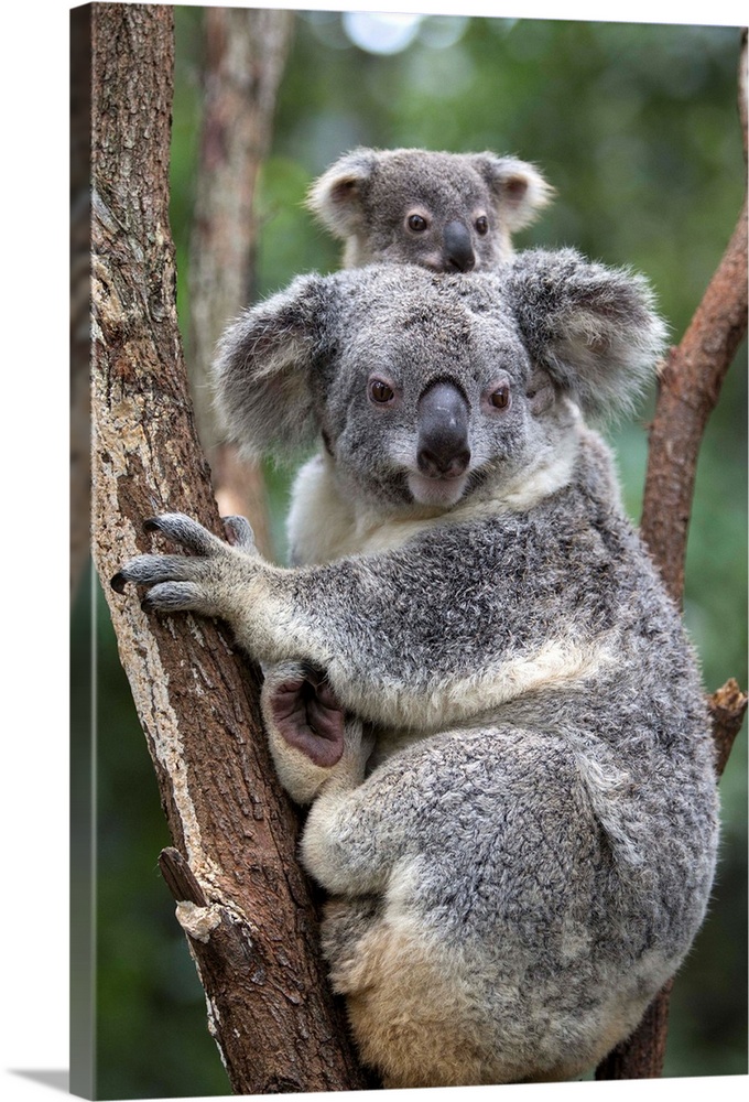 Koala .Phascolarctos cinereus.Mother and eight-month-old joey.Queensland, Australia.*Captive.*Digitally removed twig on tree