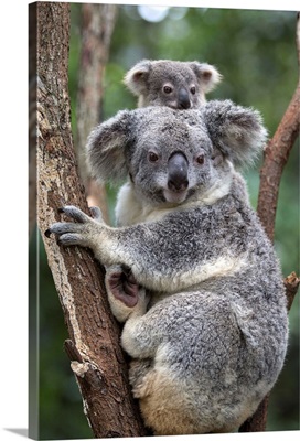 Koala mother and eight-month-old joey, Queensland, Australia