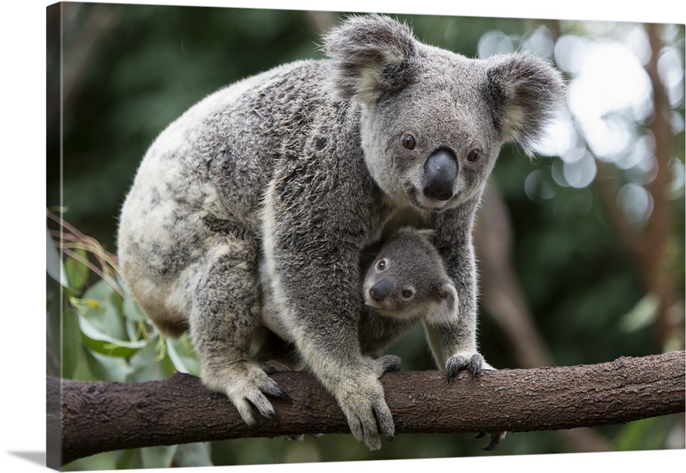 Koala .Phascolarctos cinereus.Mother and eight-month-old joey.Queensland, Australia.*Captive