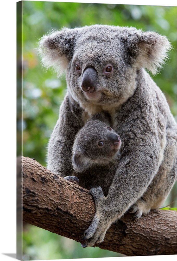 Koala .Phascolarctos cinereus.Mother and eight-month-old joey.Queensland, Australia.*Captive