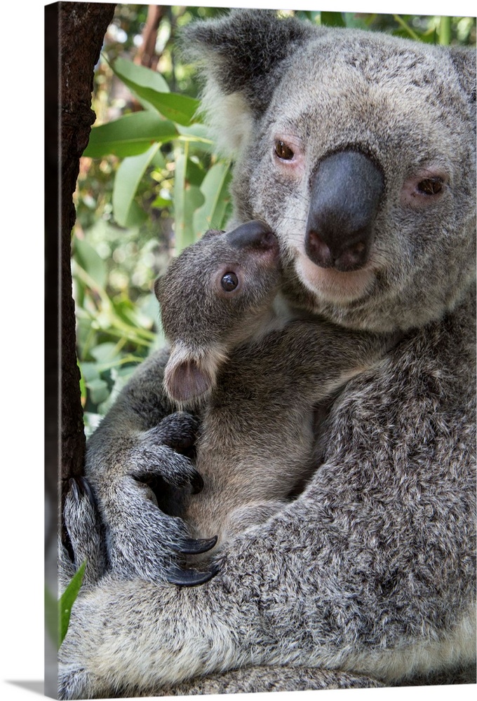 Koala .Phascolarctos cinereus.Mother and seven-month-old joey.Queensland, Australia.*Captive.*Digitally removed distractio...
