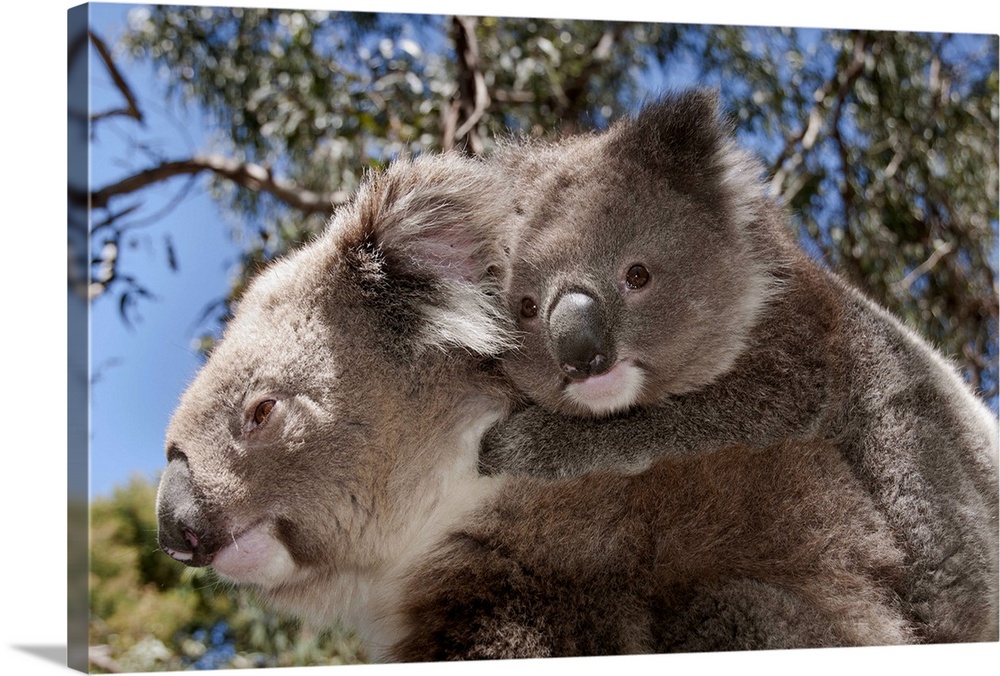 Koala mother carrying young in Gum Tree (Eucalyptus sp) forest, Victoria, Australia