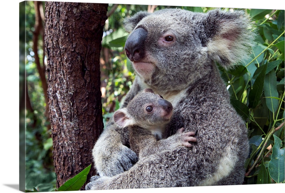 Koala .Phascolarctos cinereus.Mother and seven-month-old joey.Queensland, Australia.*Captive.*Digitally removed distractio...