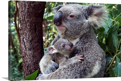 Koala mother mother cuddling her seven-month-old joey, Queensland, Australia