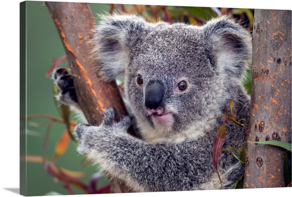 Koala, native to Australia