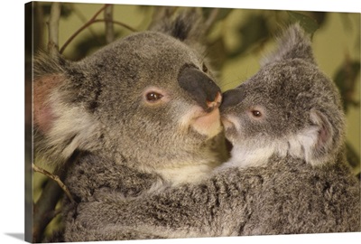 Koala (Phascolarctos cinereus) mother with joey, eastern temperate Australia