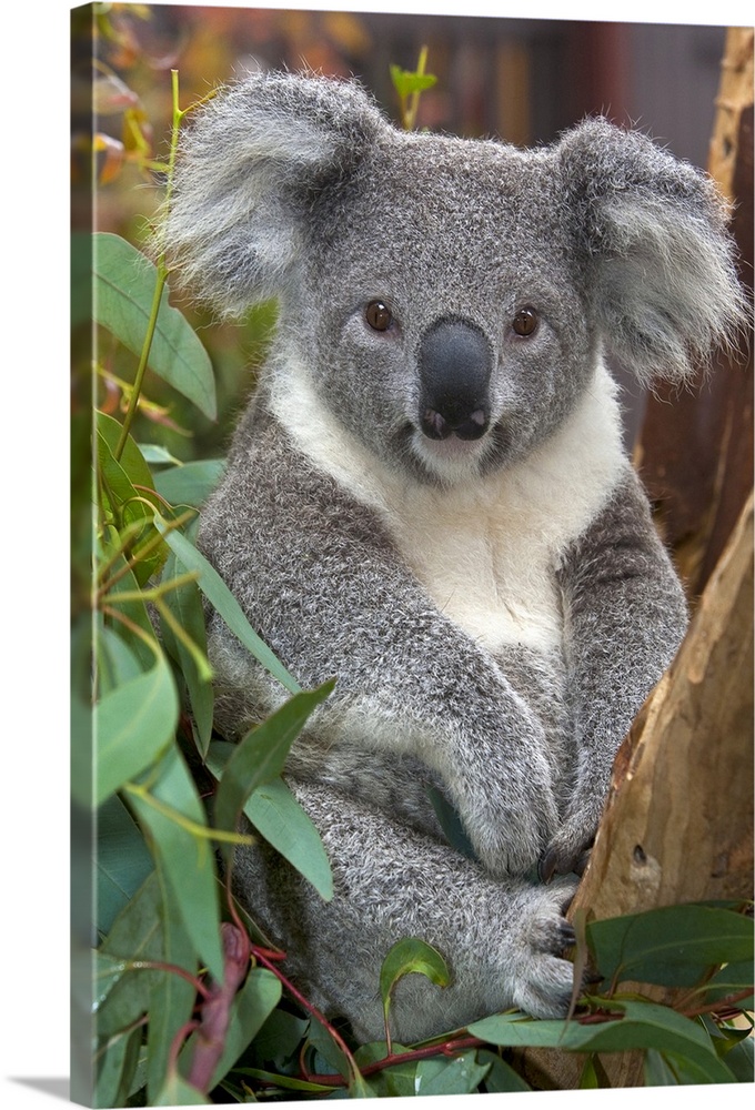 Koala (Phascolarctos cinereus), native to Australia Solid-Faced Canvas Print