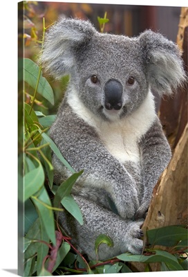 Kingsley the Koala: Watercolour Wall Print – Leah's Mark