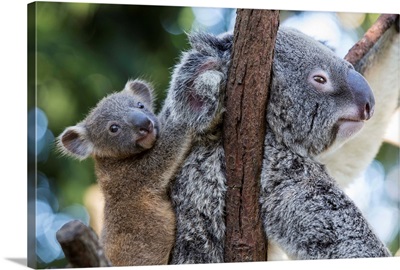 Koala six-month-old joey clinging to mother, Queensland, Australia