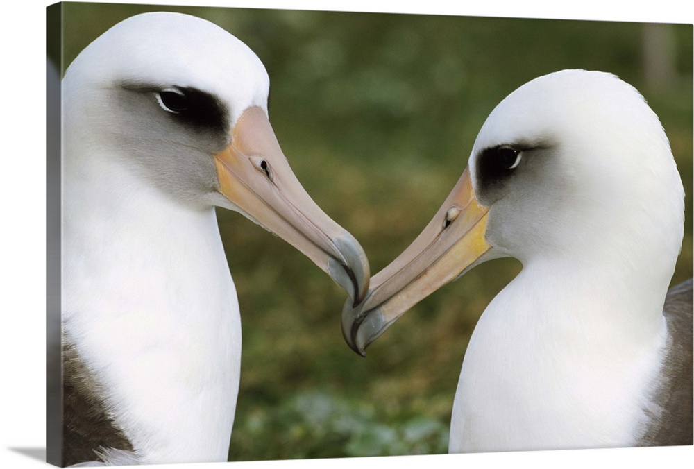 Laysan Albatross (Diomedea immutabilis) pair bonding, Midway Atoll, Hawaii