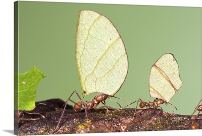 Leafcutter Ant (Atta sp) group carrying leaves, Costa Rica