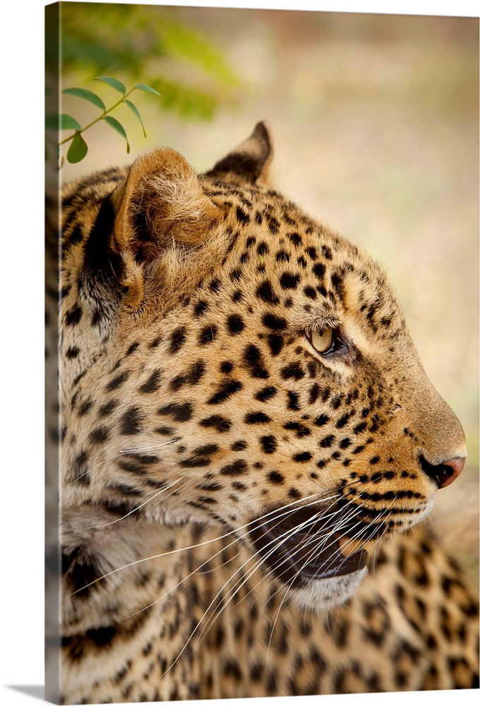 An African Leopard (Panthera pardus) at the Chipangali Wildlife Orphanage in Bulawayo, Zimbabwe. .. Michael Durham / www.D...