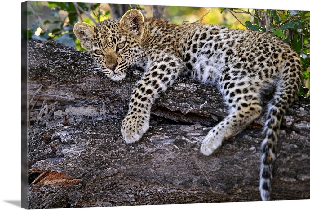 Leopard cub resting in tree in Botswana.