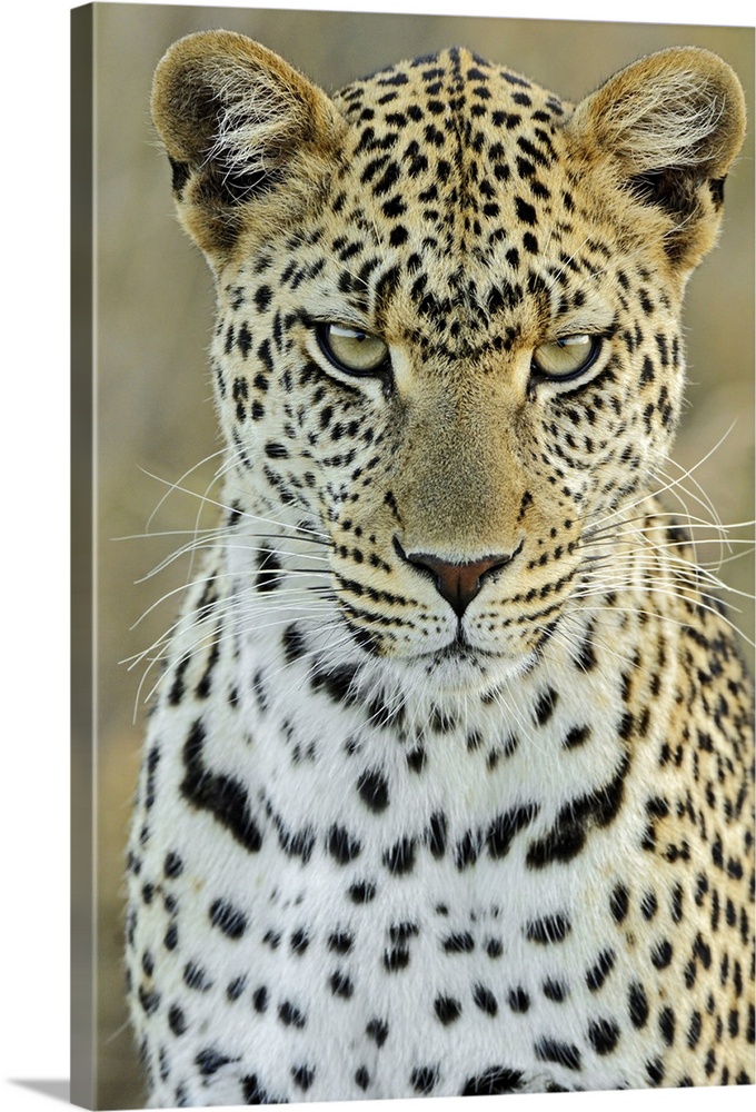 Leopard (Panthera pardus) female, Serengeti National Park, Tanzania