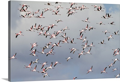 Lesser Flamingo flock flying, Arusha National Park, Tanzania