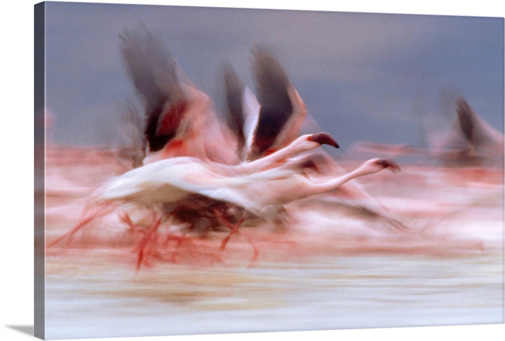 Lesser Flamingo flock taking flight from the surface of a lake, Kenya