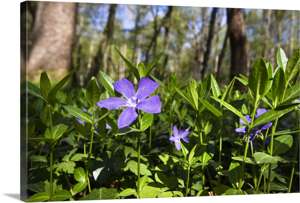 Kleines ImmergrAn in Laubwald, Vinca minor, FrAhling, Oberbayern, Deutschland / Lesser Periwinkle, Vinca minor, in deciduo...