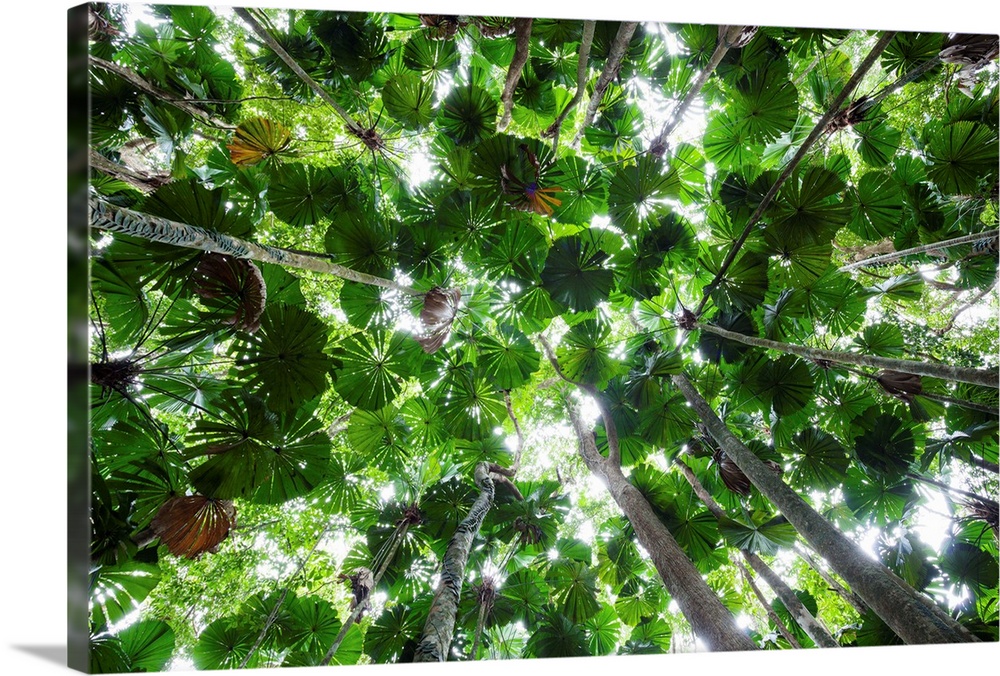 Australische F..cherpalmen im Regenwald, Licuala ramsayi, Daintree Nationalpark, Nord Queensland, Australien / Fan Palms i...