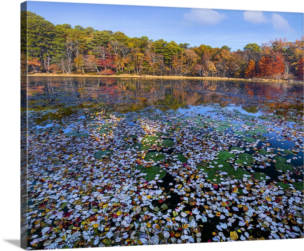 Lily pads and autumn leaves lake, Daingerfield State Park, Texas