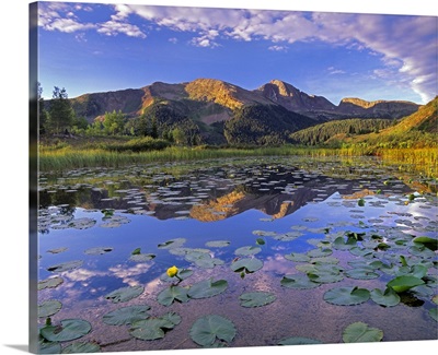 Lily Pads and reflection of Snowdon Peak in pond, west Needle Mountains, Colorado