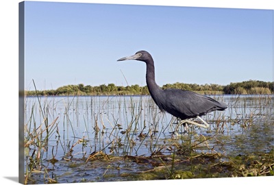 Little Blue Heron wading, Everglades National Park, Florida