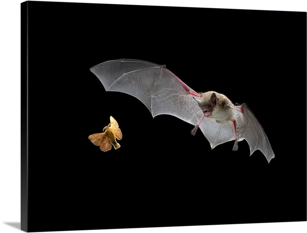 Little Brown Bat (Myotis lucifugus) pursues a forest moth, the mouth is open to allow the bat to echolocate when a moth is...