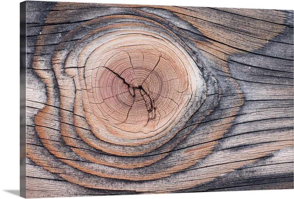 Lodgepole Pine (Pinus contorta) wood patterns, Yellowstone National Park, Wyoming.