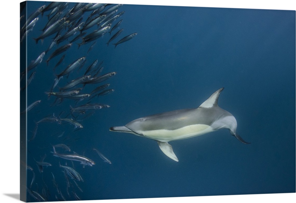 Long-beaked common dolphin (Delphinus capensis).Feeding in Sardine run, (Sardinops sagax).Eastern Cape.SOUTH AFRICA
