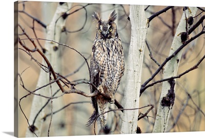 Long-eared Owl perching in a tree, circumpolar species, British Columbia, Canada