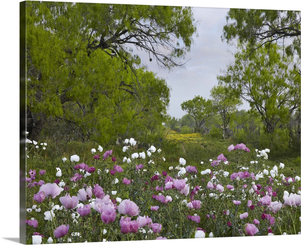 Long Pricklyhead Poppy (Papaver argemone) field near Christine, Texas