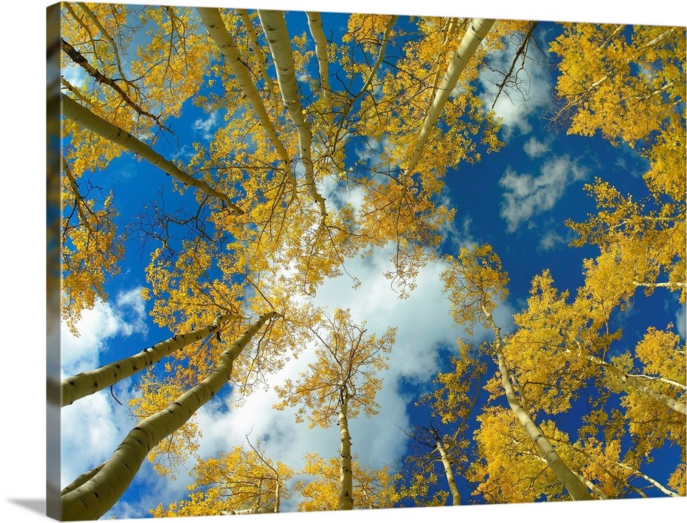 Looking up at blue sky through a canopy of fall colored Aspen trees Colorado Wall Art, Canvas