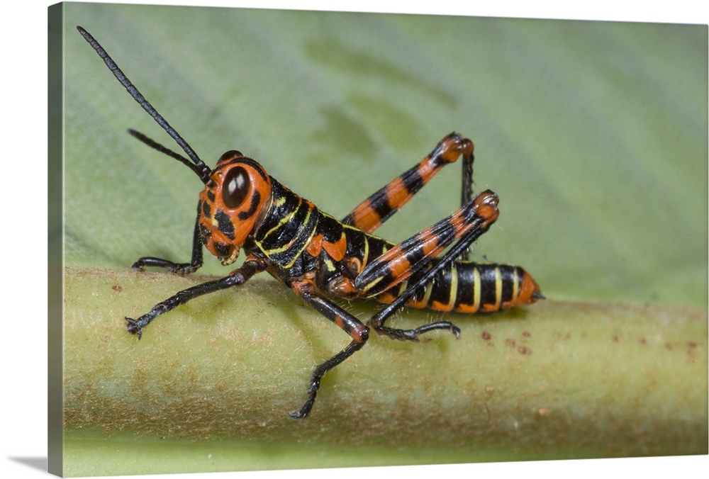 grasshopper, insect, macro, costa rica