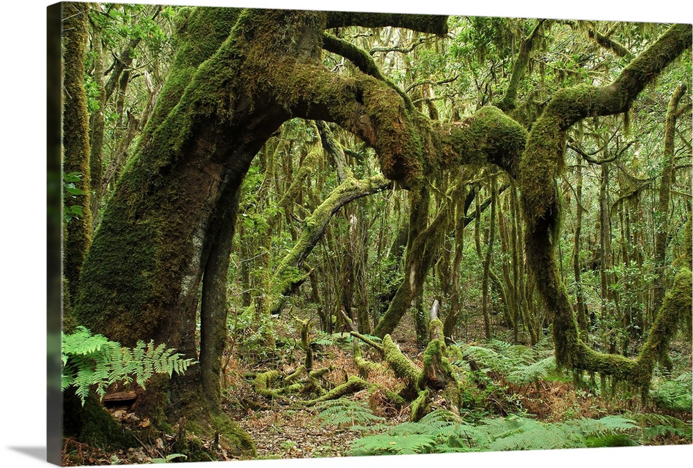 Macaronesian Laurel (Laurus azorica) relict forest in Garajonay National Park, Canary Islands, Spain