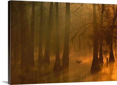 Mallard pair in Cypress swamp, Calcasieu River, Lake Charles, Louisiana
