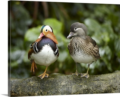 Mandarin Duck (Aix galericulata) male and female, Jurong Bird Park, Singapore