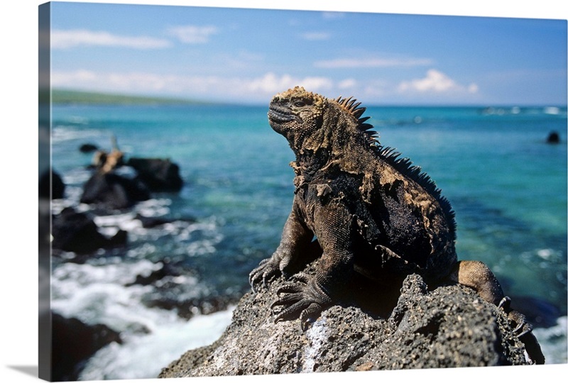 Marine Iguana basking on coastal rocks, Isabella Island, Galapagos ...