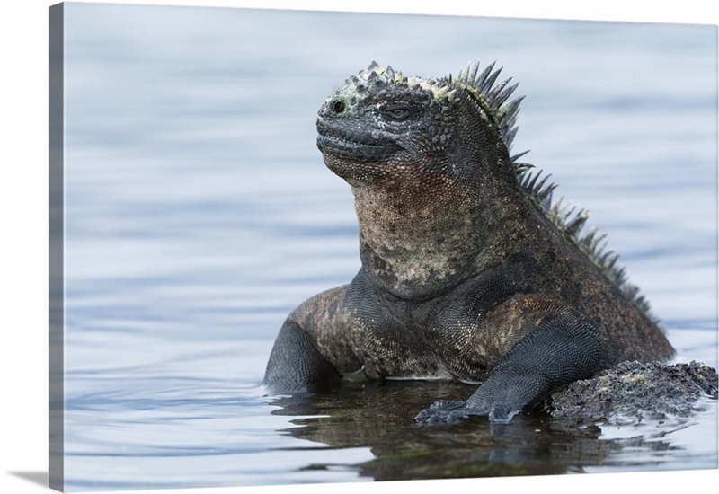 Marine Iguana on rock in shallow water, Galapagos Islands, Ecuador Wall