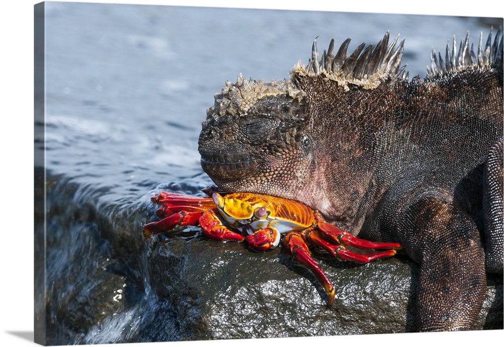 Marine Iguana sleeping on a Sally Light Foot Crab, Puerto Egas, James Bay, Santiago Island, Ecuador.