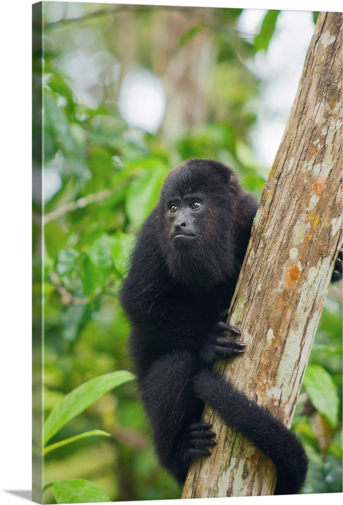 Mexican Black Howler Monkey (Alouatta pigra) in tree, Community Baboon Sanctuary, Belize.