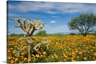 Mexican Golden Poppy flowers and cactus, Arizona