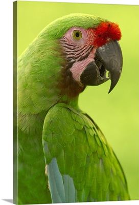 Military Macaw (Ara militaris) portrait, Amazon rainforest, Ecuador