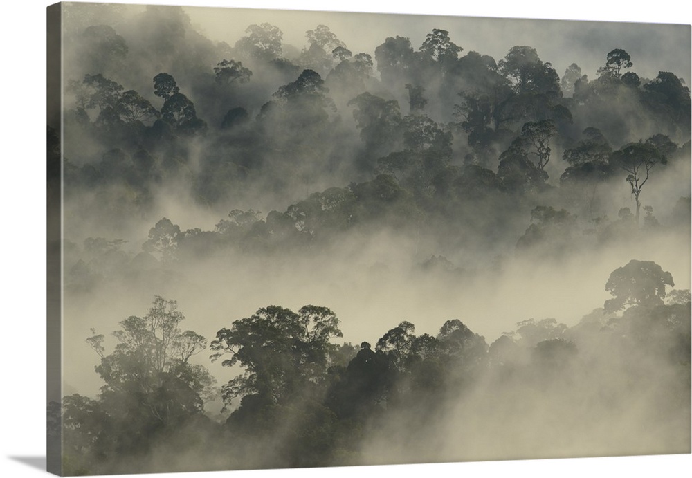 Mist rising from lowland primary forest at sunrise, Malaysia.