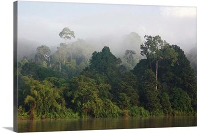 Misty rainforest along the Kinabatangan River, Sabah, Borneo, Malaysia