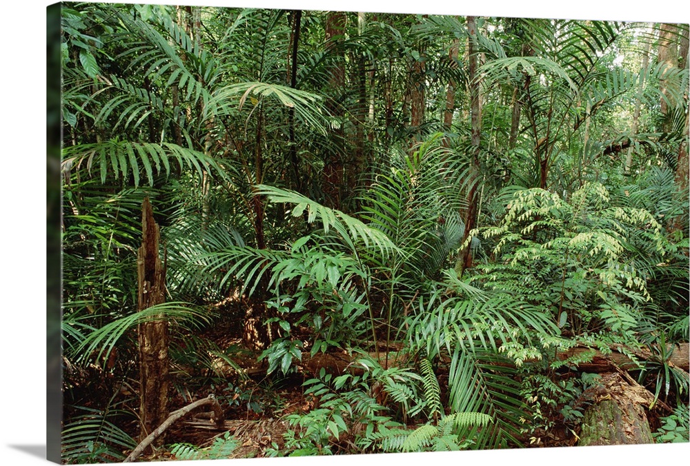 Mixed lowland dipterocarp tropical rainforest, Taman Negara National Park, Malaysia