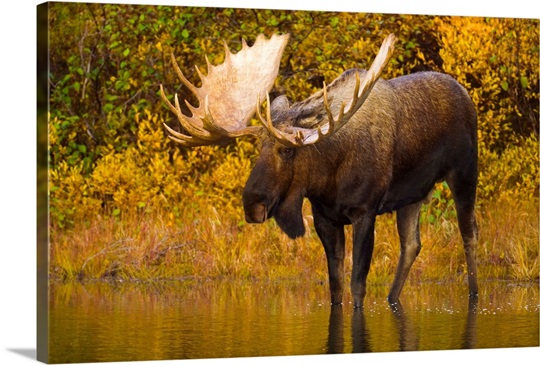 Where the best national parks to photograph moose?