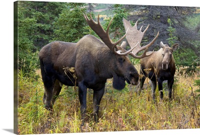Moose Pair Chugach State Park Alaska