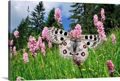 Mountain Apollo butterfly on Common Bistort, Switzerland
