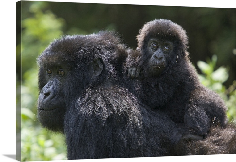 Mountain Gorilla 10 month old infant riding on mother's back ...