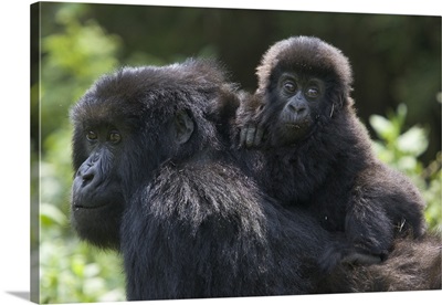 Mountain Gorilla 10 month old infant riding on mother's back, endangered, Rwanda